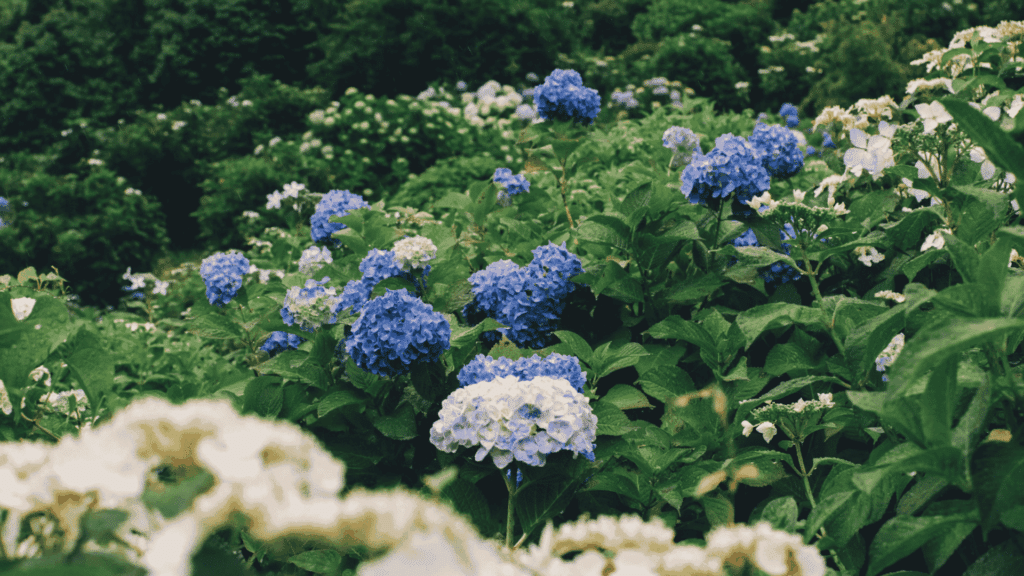 Are Hydrangeas Deer Resistant: 17 Best Alternatives blue and white hydrangea blooms growing densely across a lush green garden landscape (1)