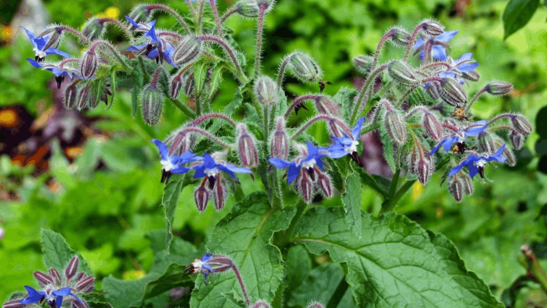 blue borage flowers with fuzzy stems and unopened buds growing among broad green leaves in a thriving garden setting (1)