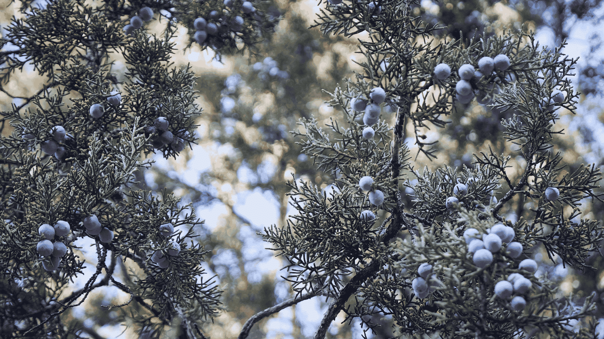blue gray berries growing among evergreen branches in a natural woodland setting (1)