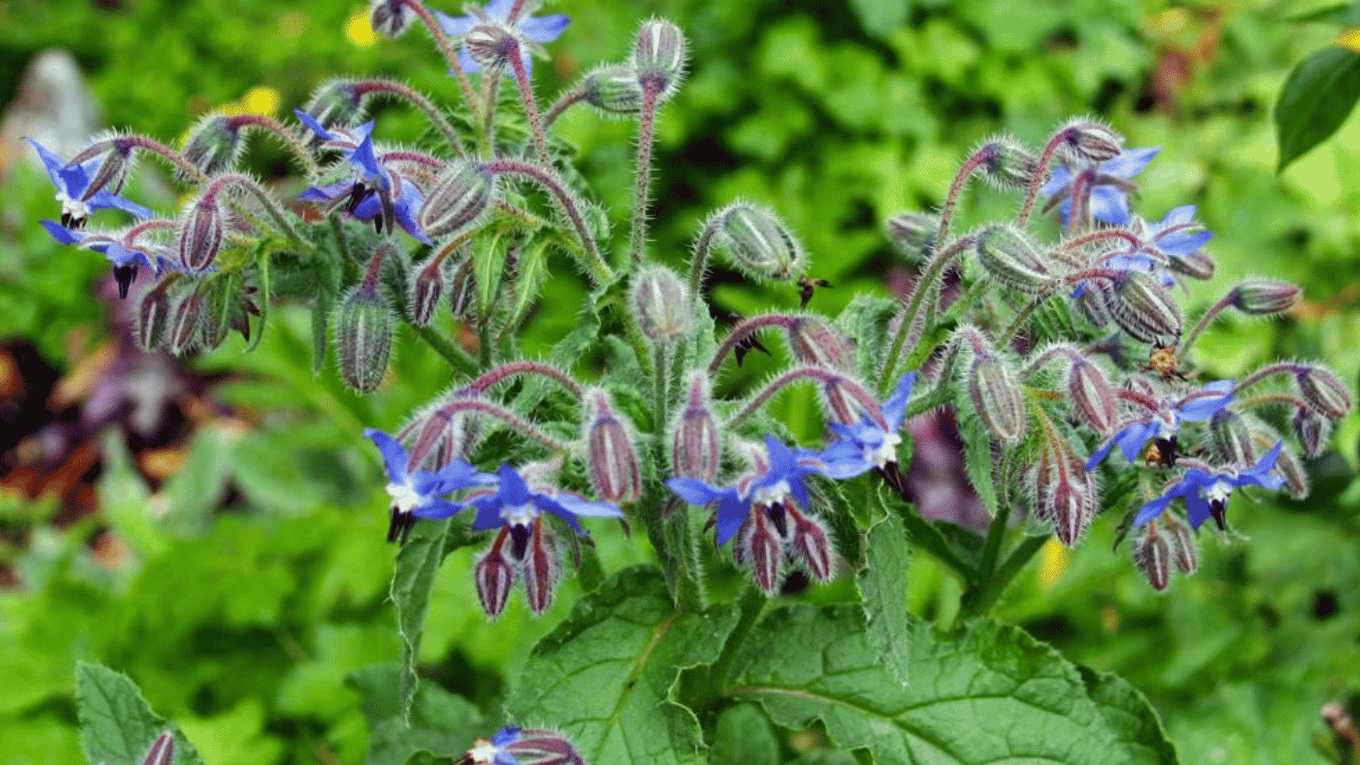 borage plant with green leaves and blue star shaped flowers growing in a garden