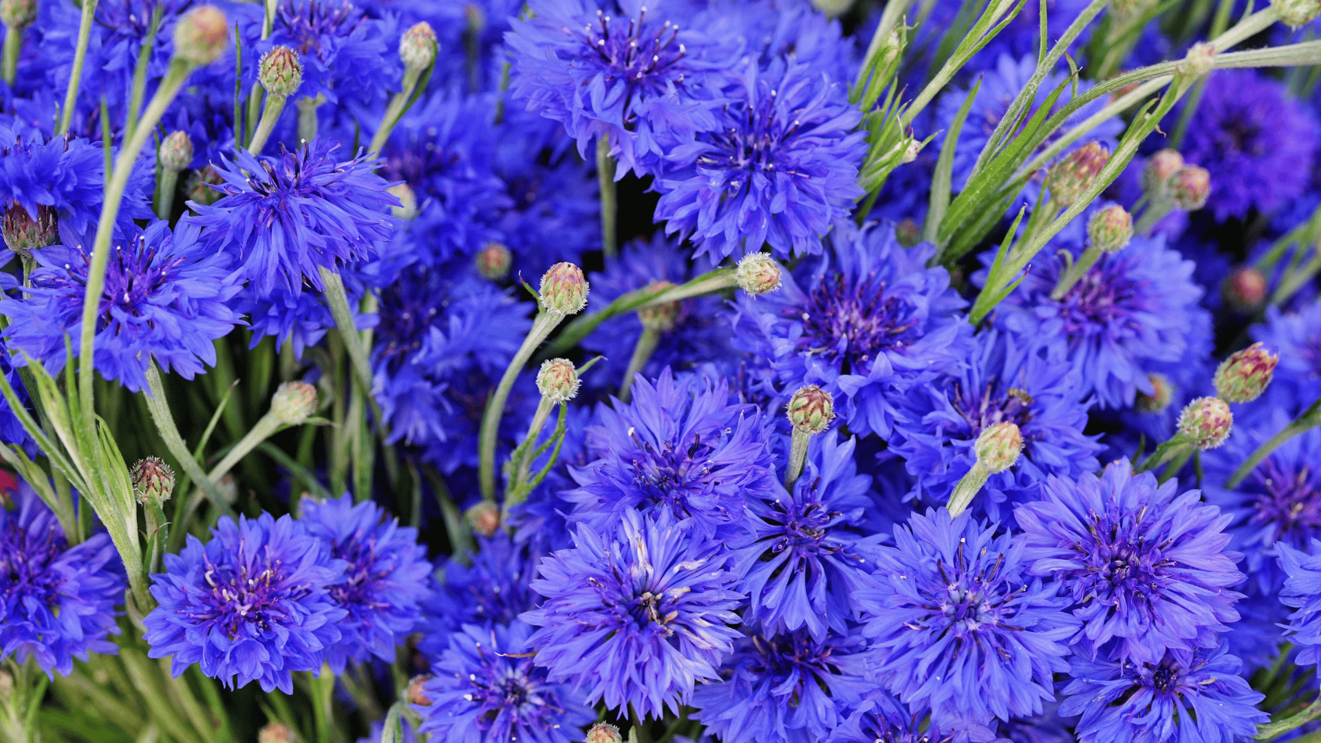 bright blue cornflower blooms with slender green stems and unopened buds creating a dense colorful display in a garden setting