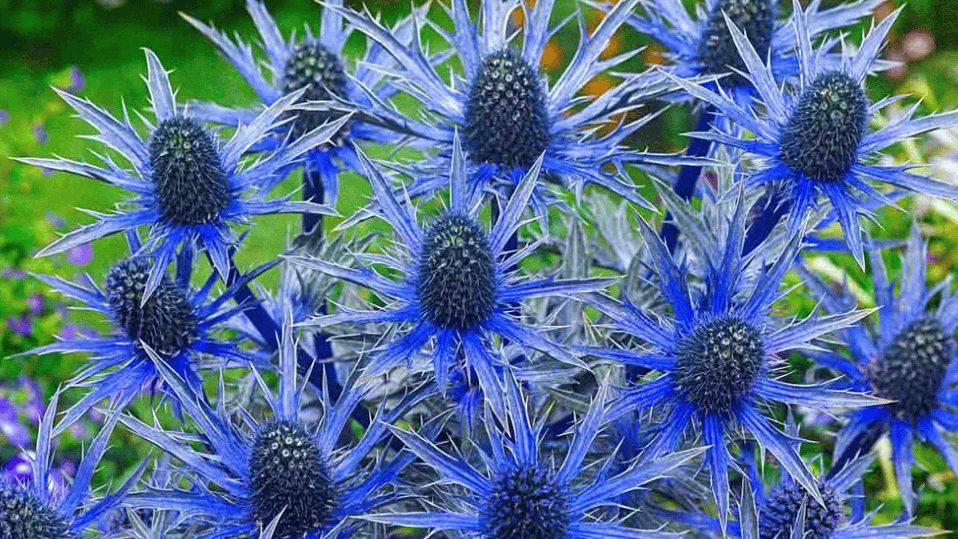 bright blue sea holly flowers with spiky bracts blooming above silvery foliage in a colorful garden with softly blurred flowers behind