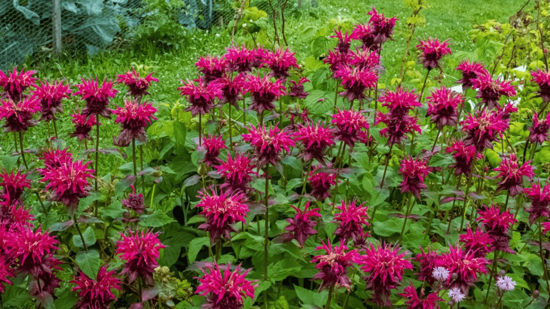 bright magenta bee balm flowers blooming on upright stems with lush green foliage in a thriving garden bed