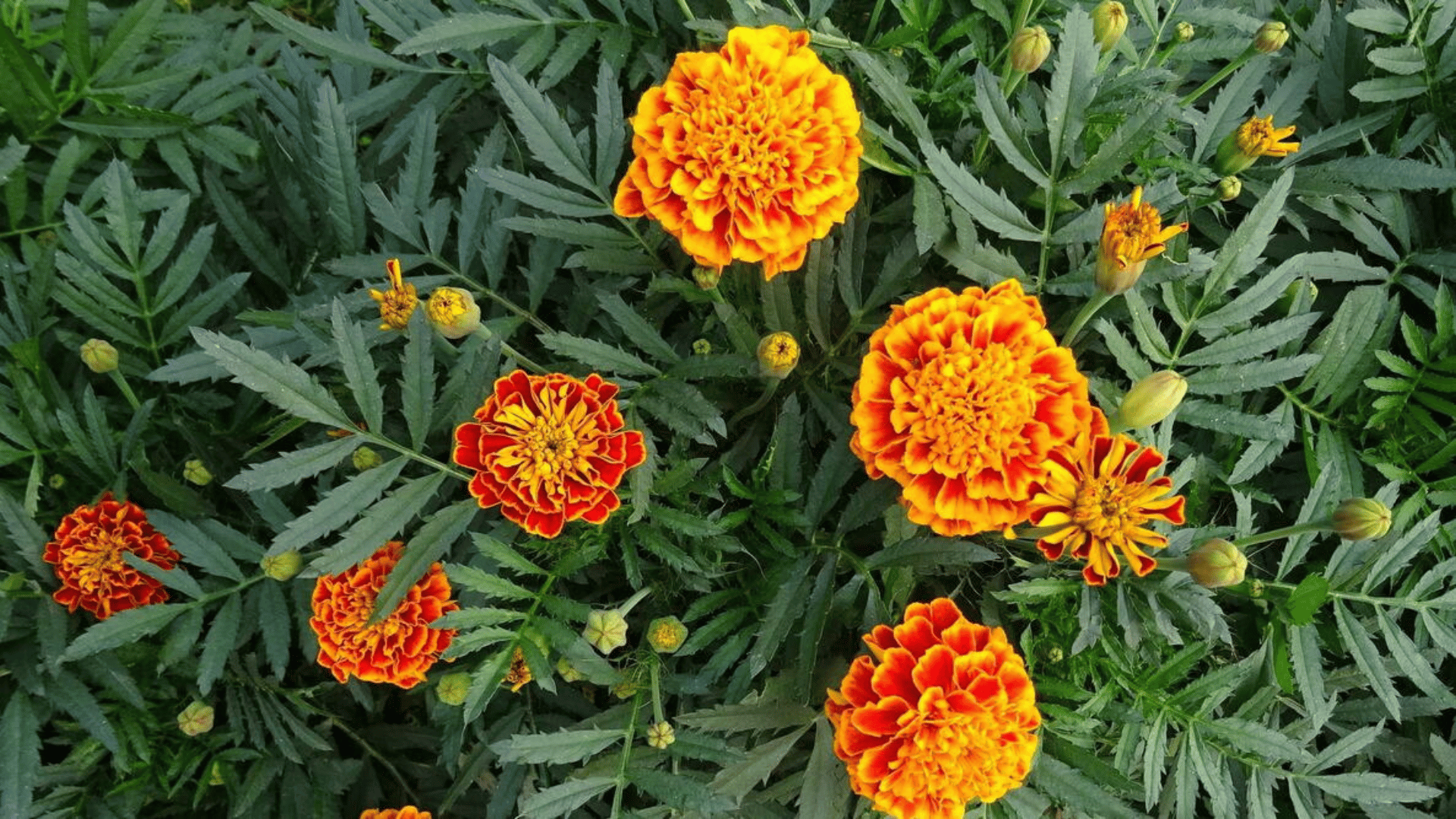 bright orange and red marigold flowers blooming among lush green foliage with unopened buds in a vibrant garden bed