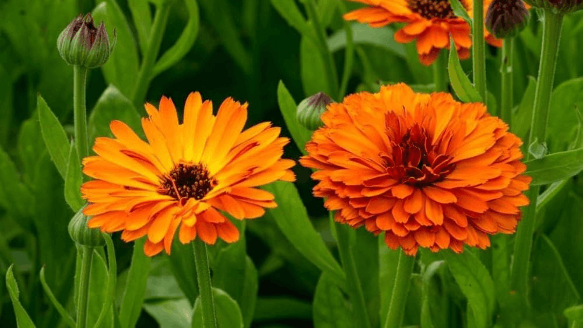 bright orange calendula flowers blooming among green leaves with unopened buds in a healthy flowering garden bed