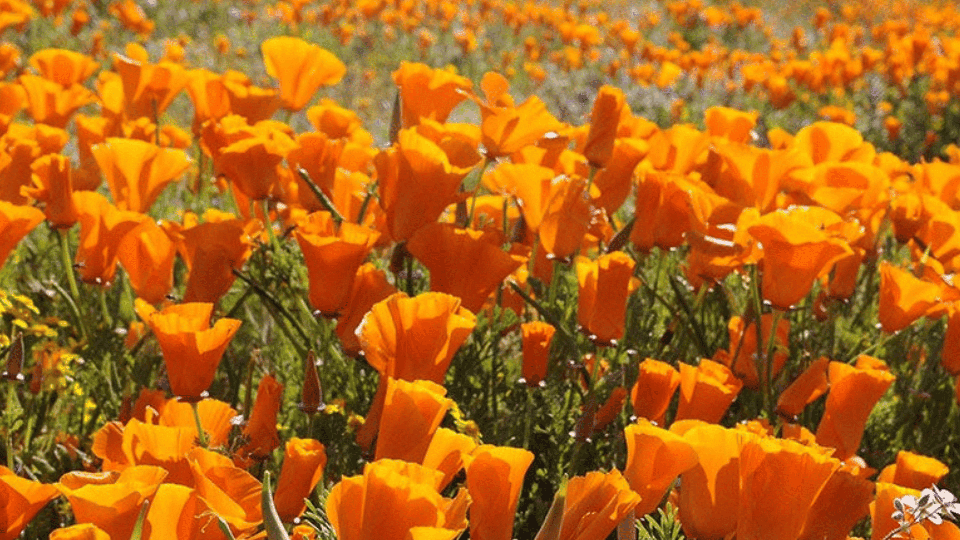 bright orange california poppy flowers blooming across a wide sunlit field with green foliage stretching into the distant landscape