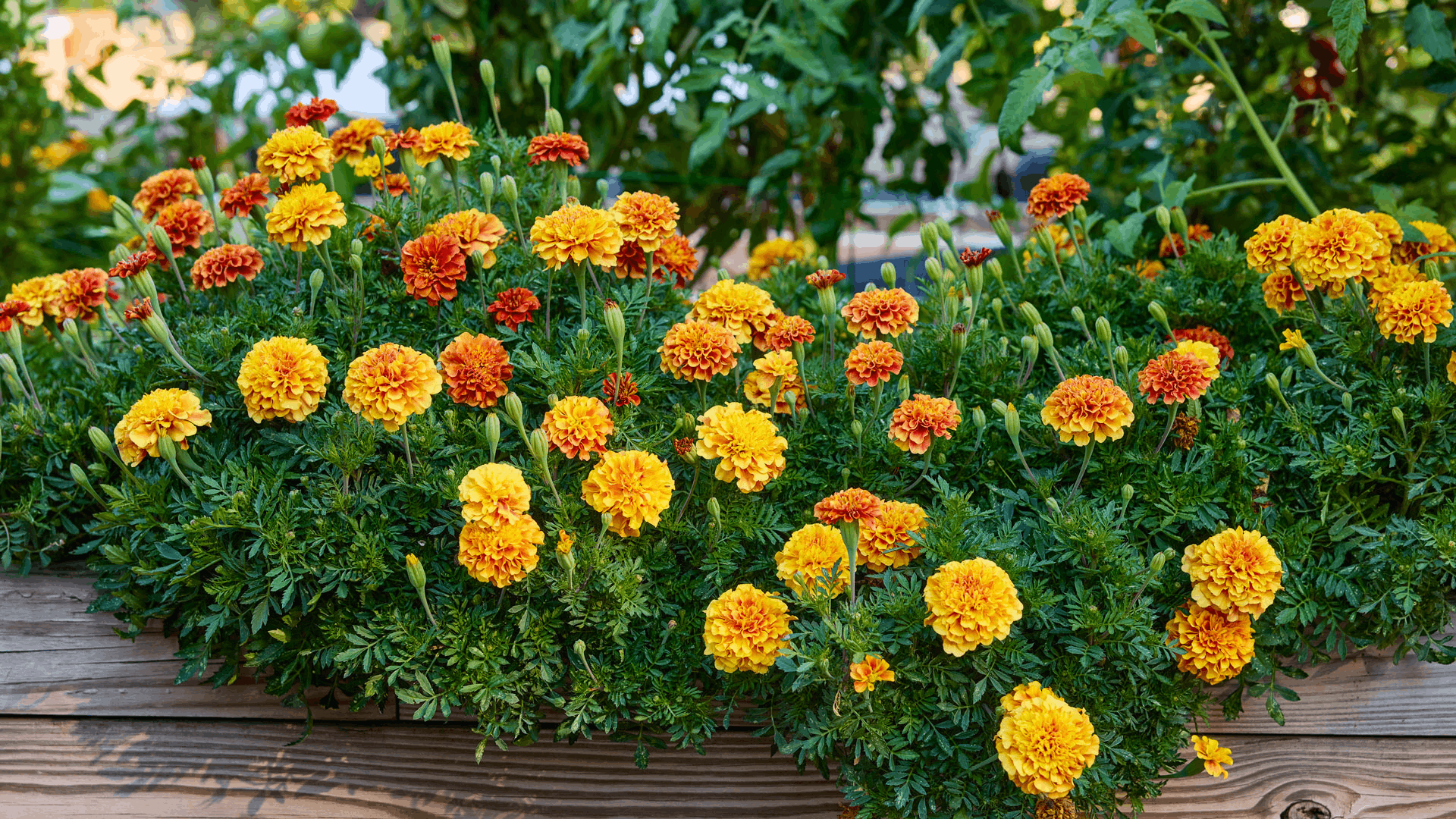 bright orange marigold flowers blooming among green foliage in a sunny garden with several blossoms and unopened flower buds (1)