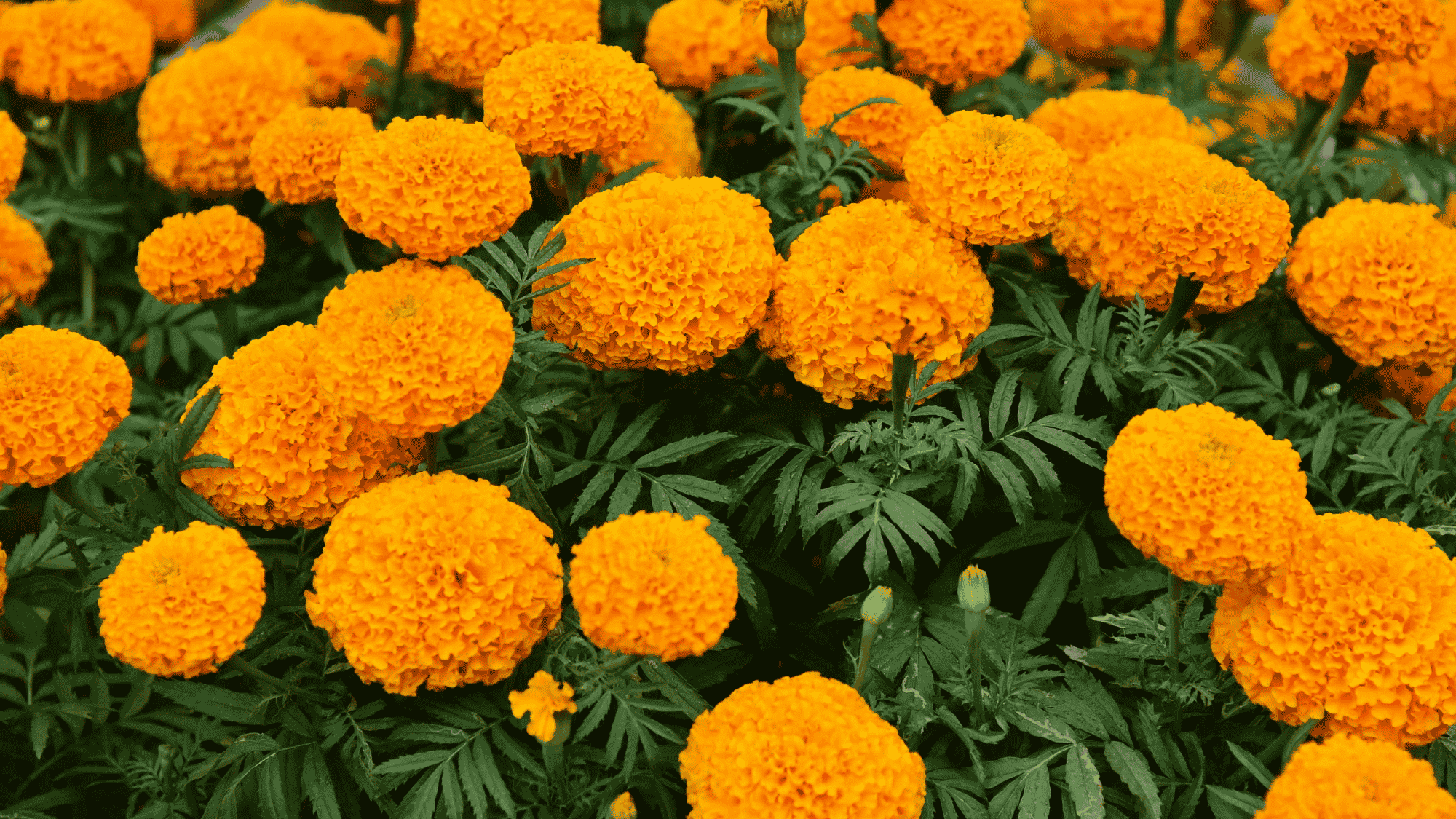bright orange marigold flowers blooming densely with green leaves filling a vibrant garden bed in full bloom