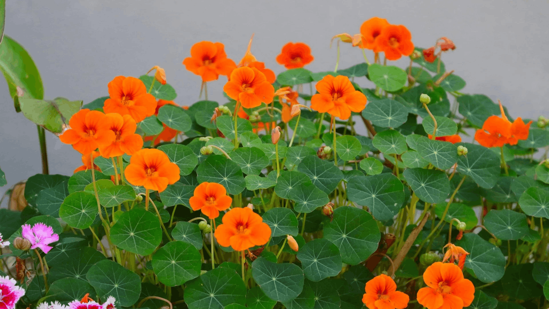 bright orange nasturtium flowers blooming among round green leaves in a lush garden bed with fresh foliage and unopened buds