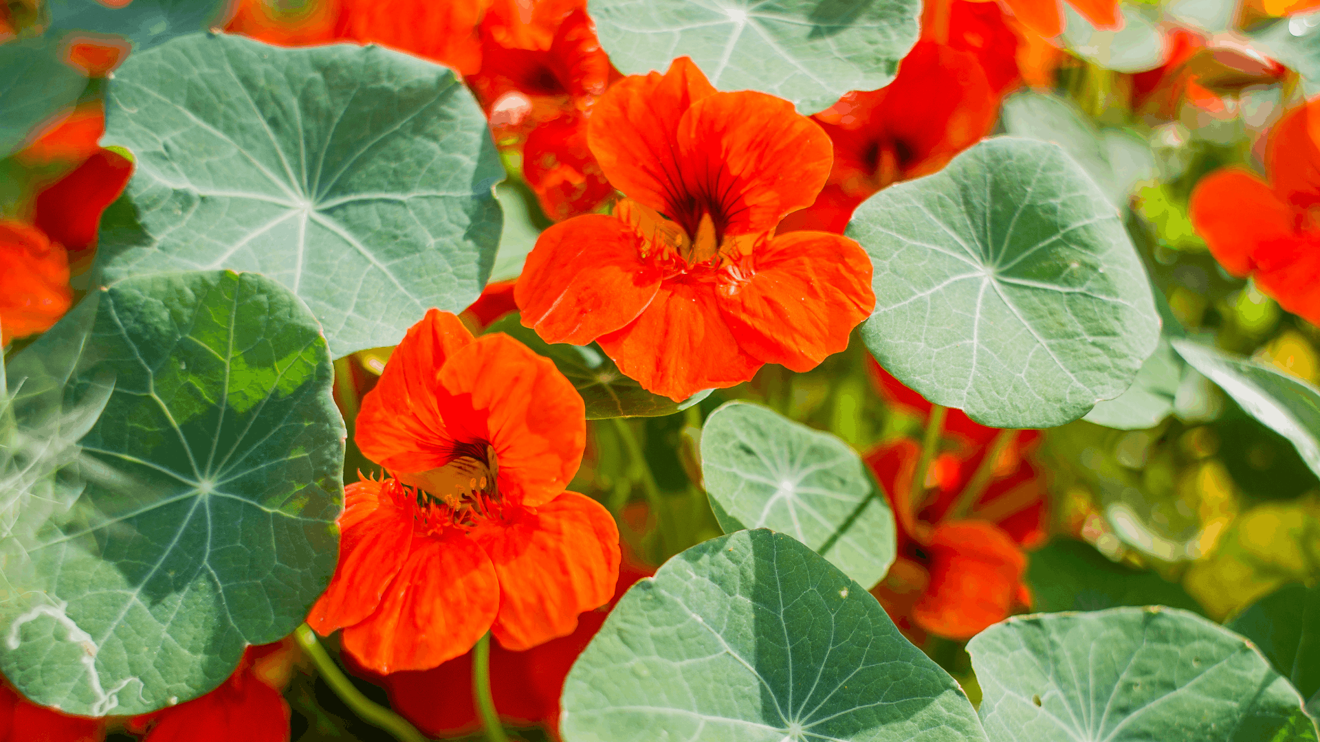 bright orange nasturtium flowers with large round green leaves growing as eggplant companion plants in a sunny garden
