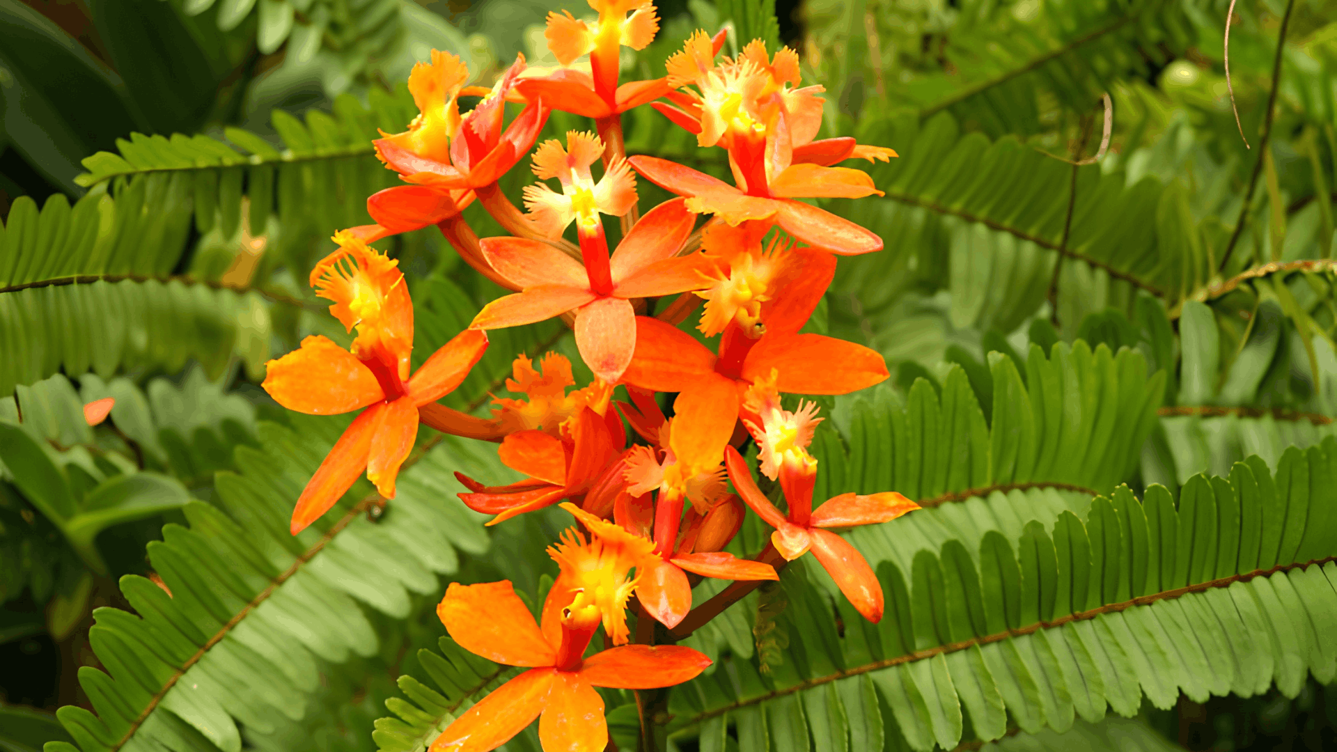 bright orange orchid flowers blooming on upright stems surrounded by lush green fern like foliage in a tropical garden setting