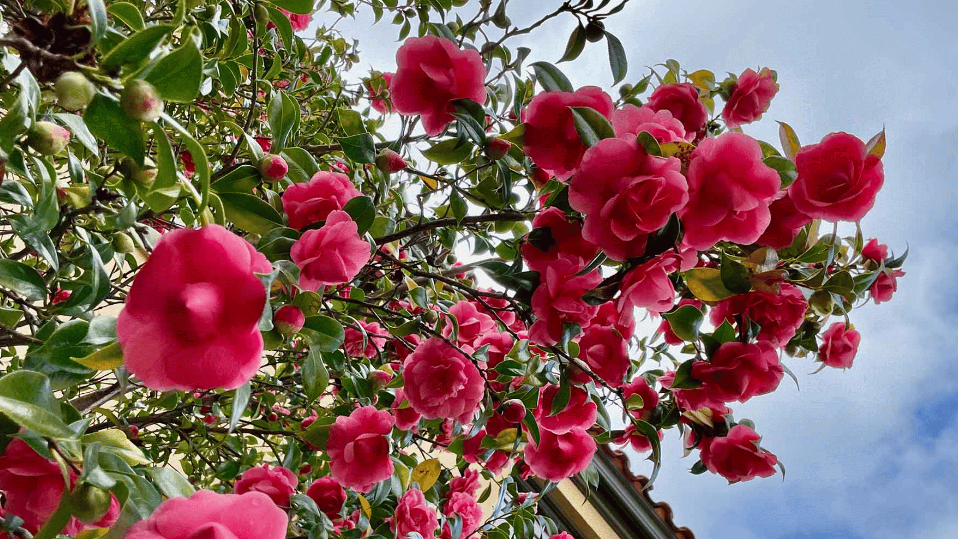 bright pink camellia flowers blooming on leafy branches beside a house beneath a blue sky with scattered clouds