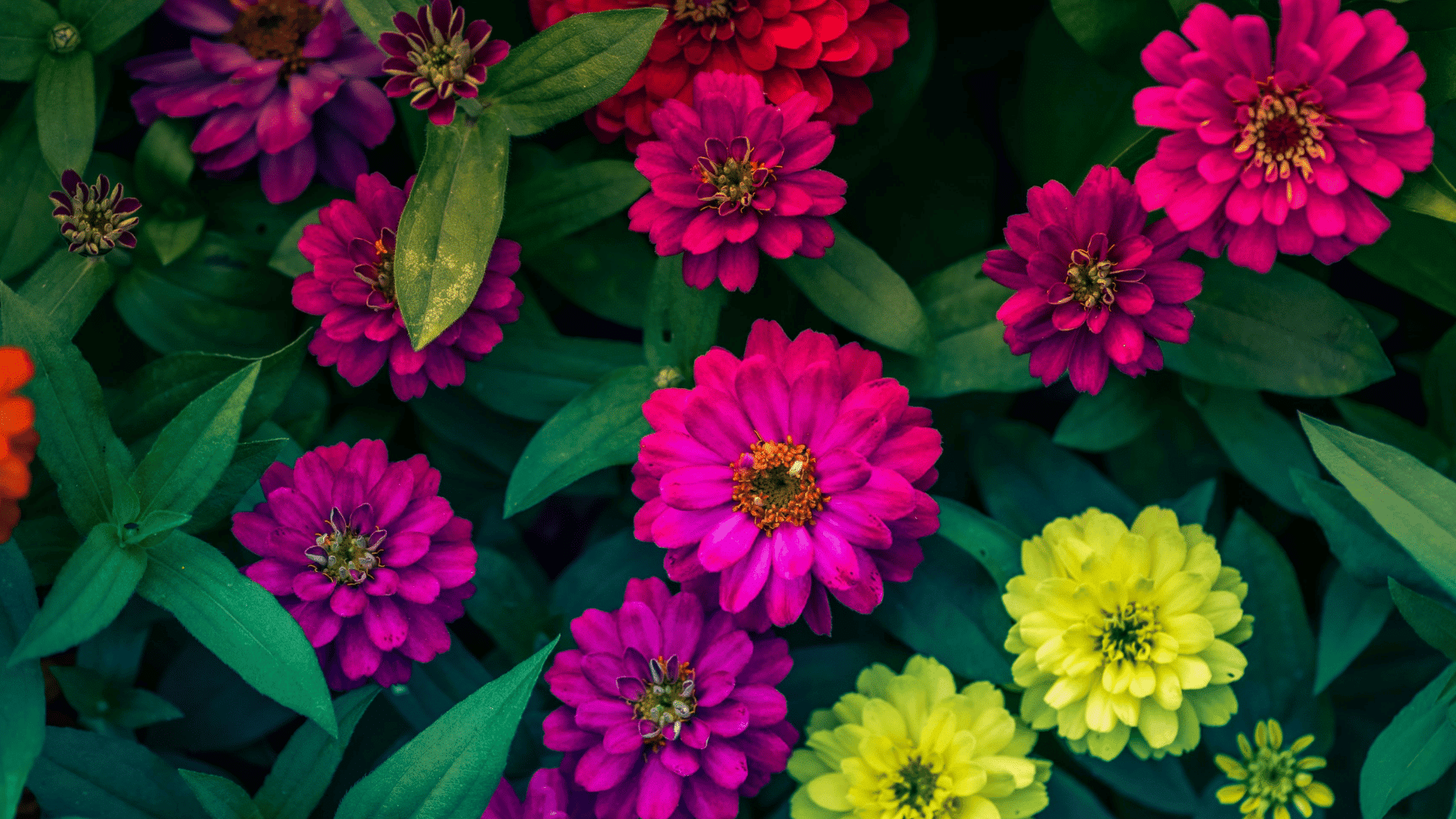 bright pink purple red and yellow zinnia flowers blooming among lush green leaves in a vibrant garden display