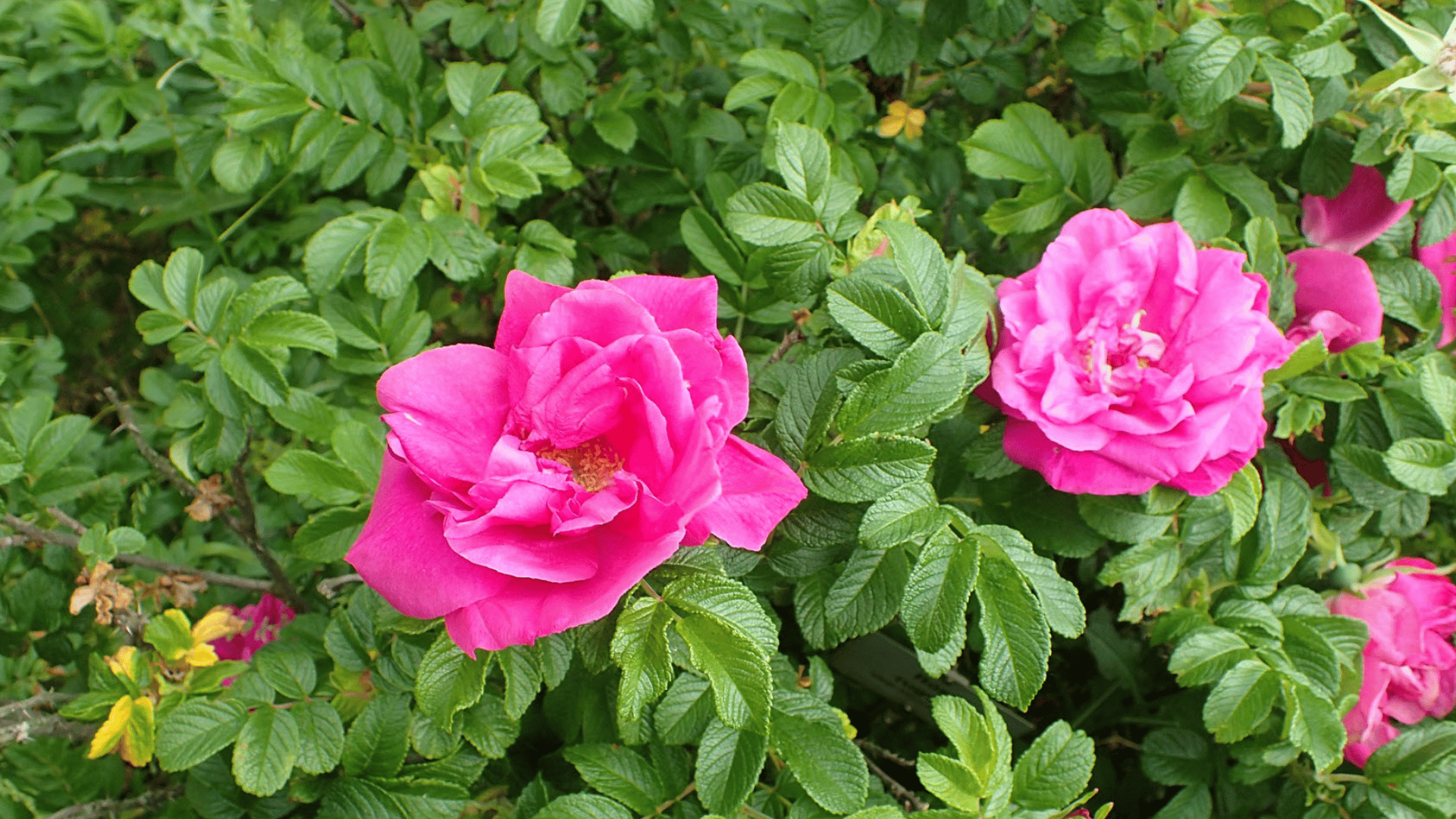 bright pink roses blooming among dense green leaves on a leafy shrub with fresh foliage in a lush garden setting