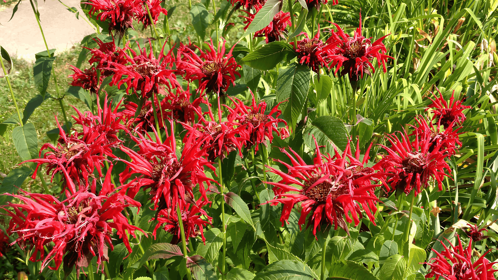 bright red bee balm flowers blooming beside a garden path and wooden fence with green foliage and yellow daylilies nearby (1)
