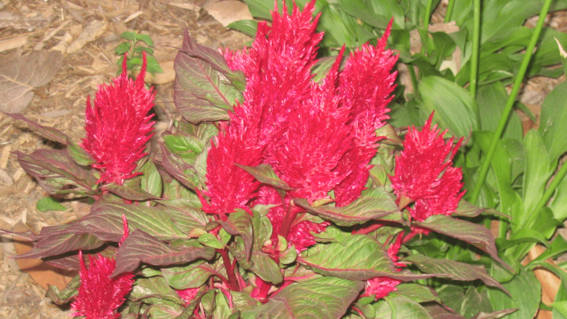 bright red celosia flowers with feathery blooms growing among green and burgundy leaves in a garden bed with mulch ground