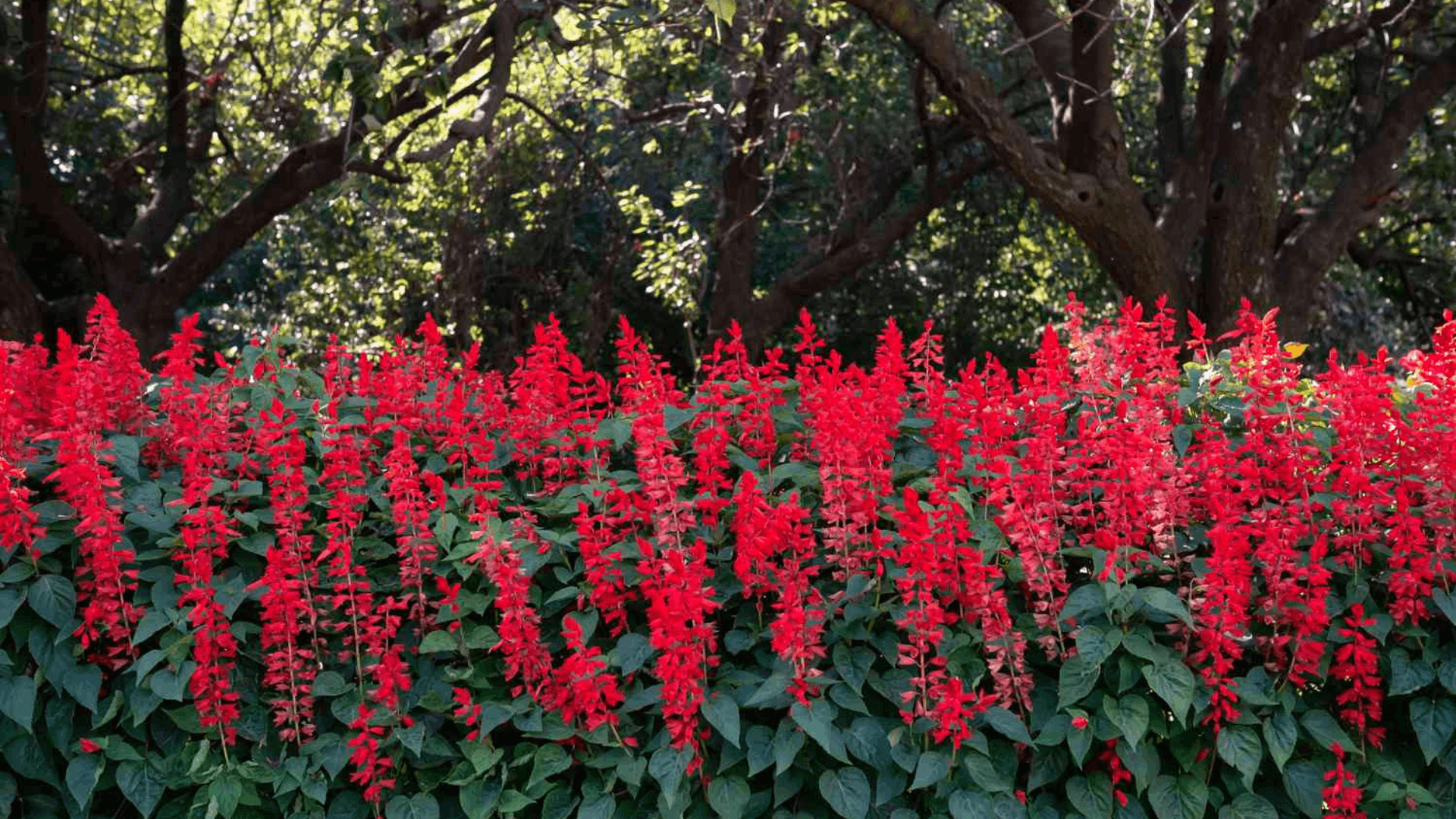 bright red salvia flowers blooming on tall spikes above lush green foliage creating a vibrant pollinator friendly garden display (1)