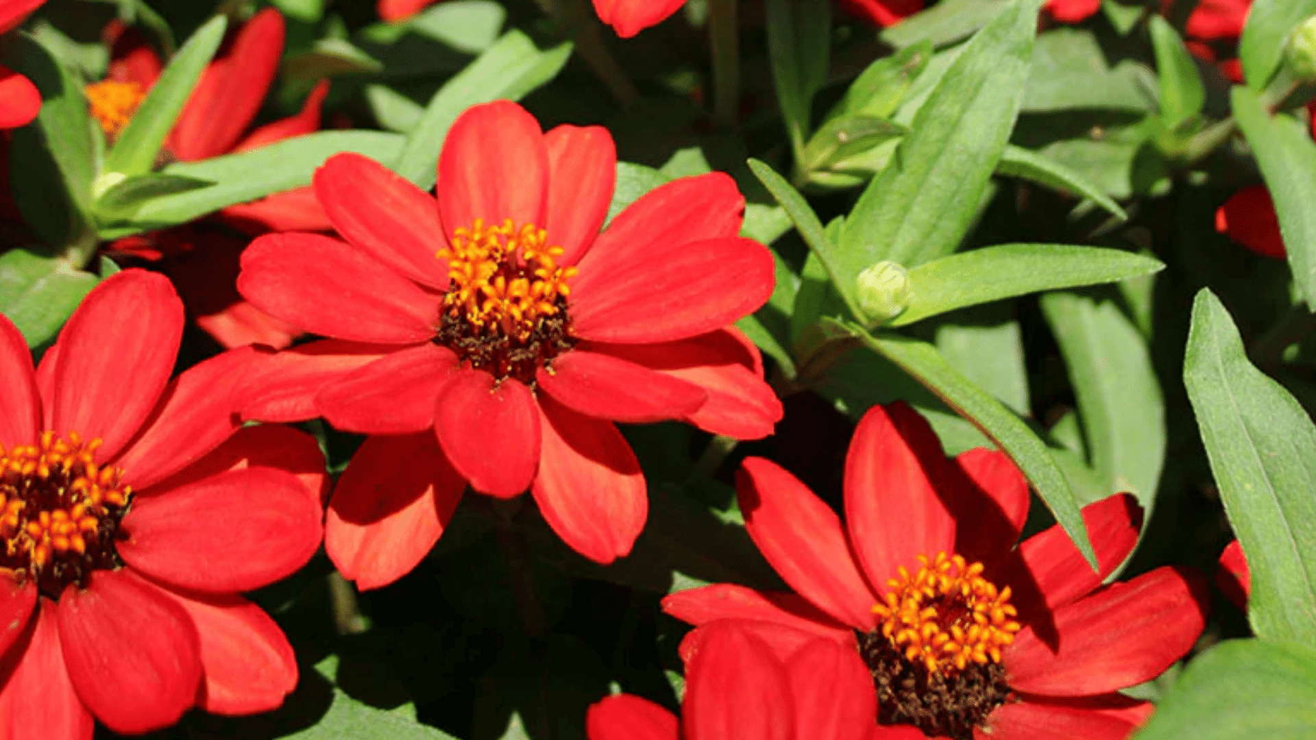 bright red zinnia flowers blooming with golden centers among lush green leaves creating a vibrant colorful garden display