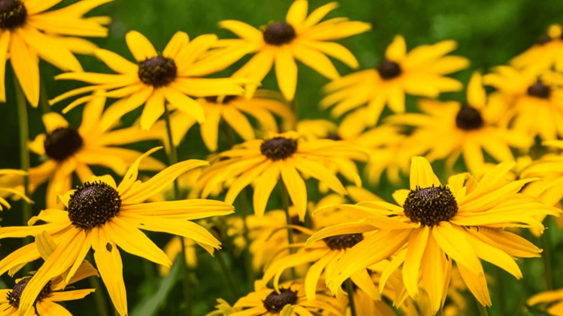 bright yellow black eyed susan flowers blooming in a garden with dark centers surrounded by lush green foliage and soft background greenery