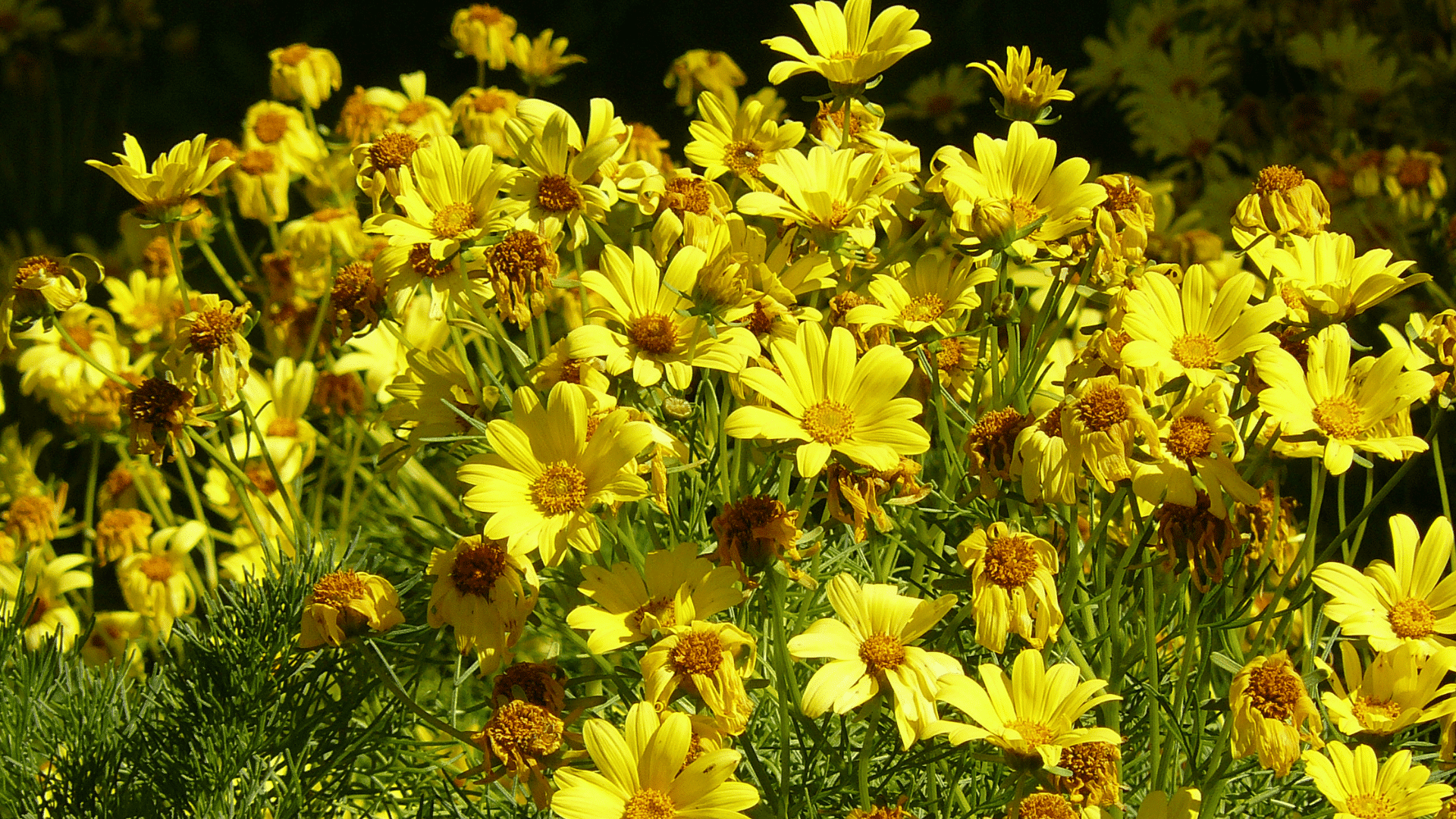 bright yellow coreopsis flowers blooming in a sunny garden with green feathery foliage and a mix of fresh and fading blossoms