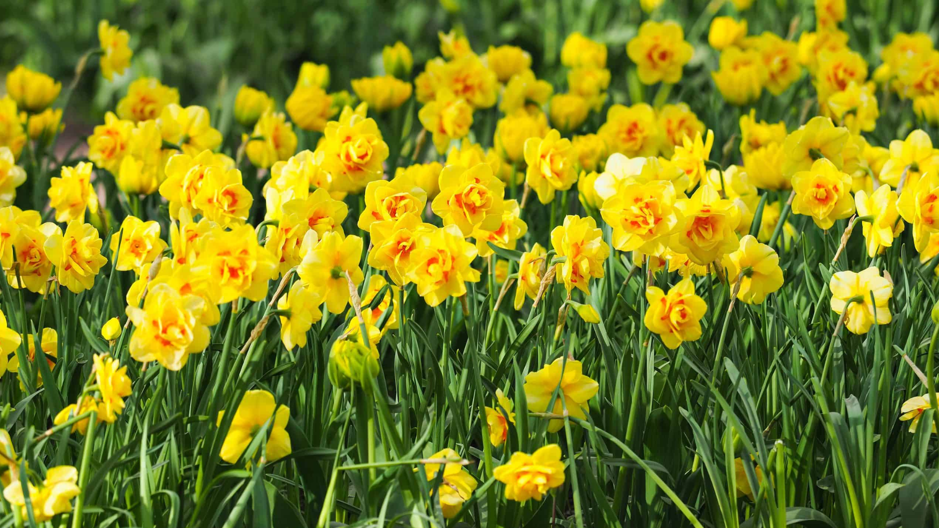 bright yellow daffodil flower blooming among many daffodils with green leaves filling a sunlit spring garden