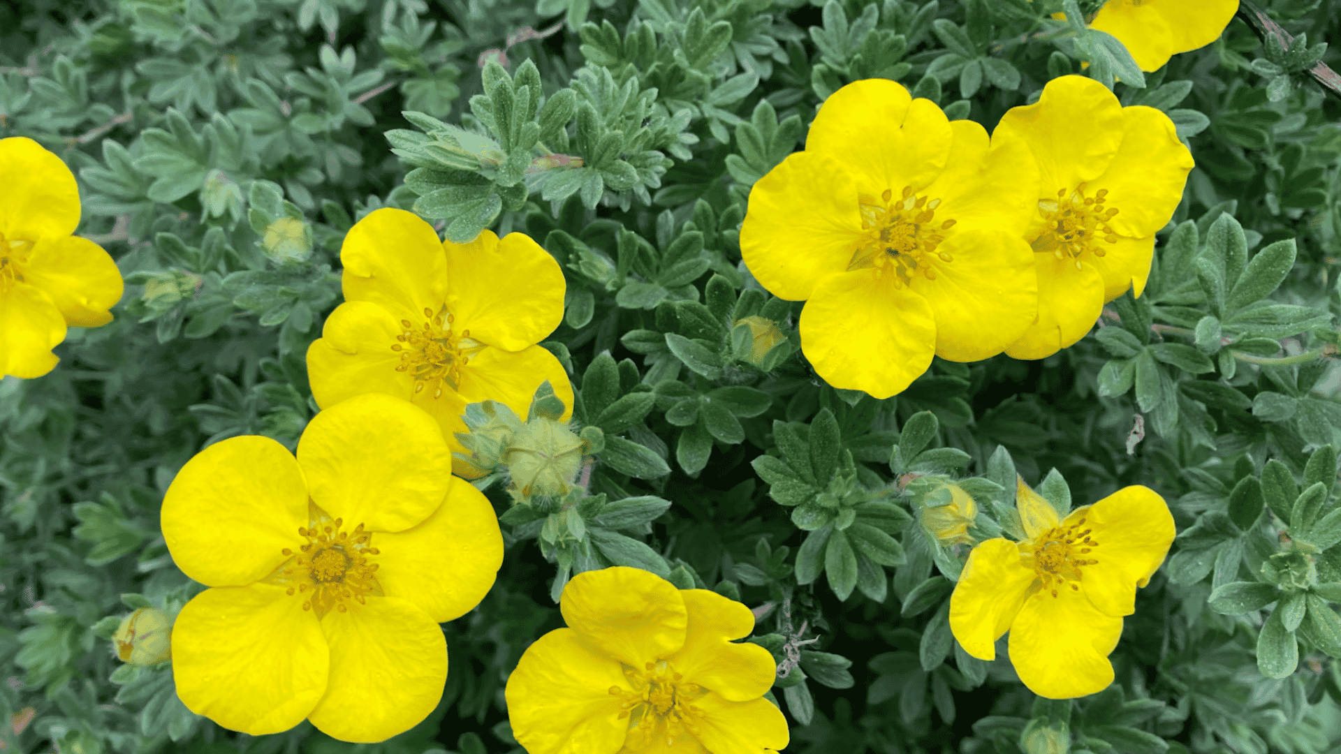 bright yellow flowers blooming among dense green foliage in a low growing shrub