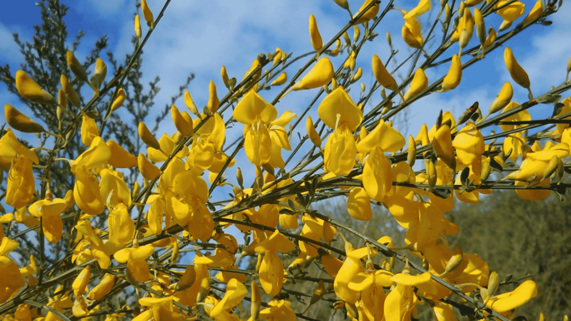 bright yellow flowers blooming on slender green branches against a blue sky with scattered clouds