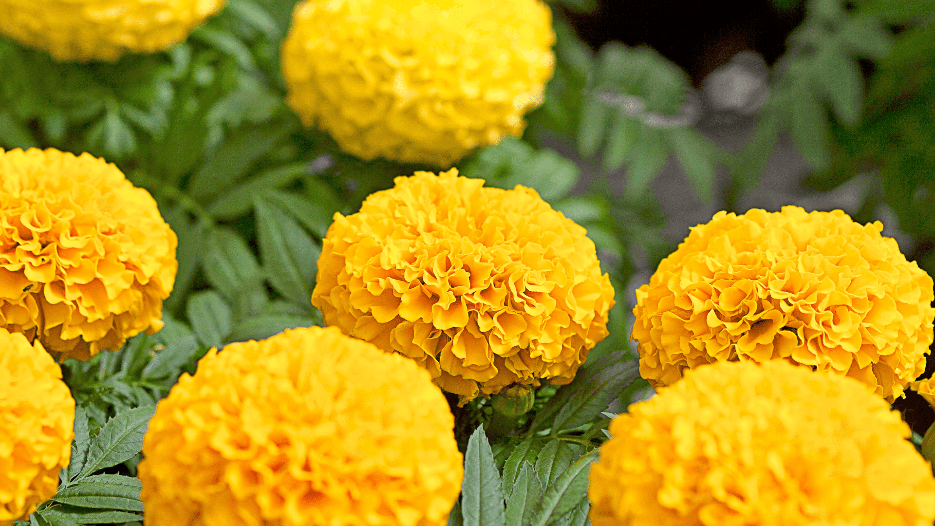 bright yellow marigold flowers with layered ruffled petals blooming among lush green foliage in a vibrant garden display