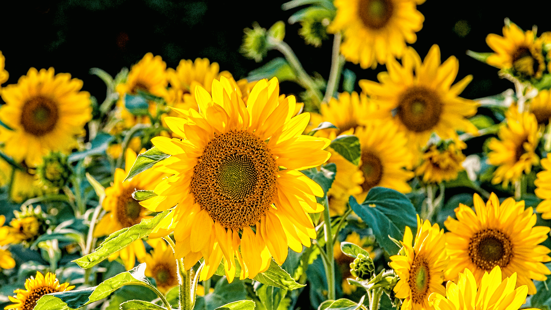 bright yellow sunflowers blooming in a sunlit field with green leaves and softly blurred flowers in the background