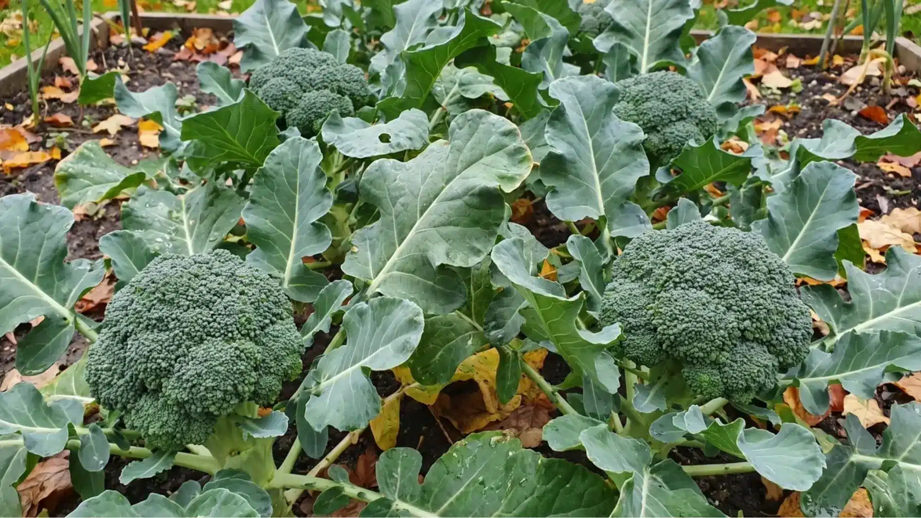 Broccoli heads growing on plants in a fall garden