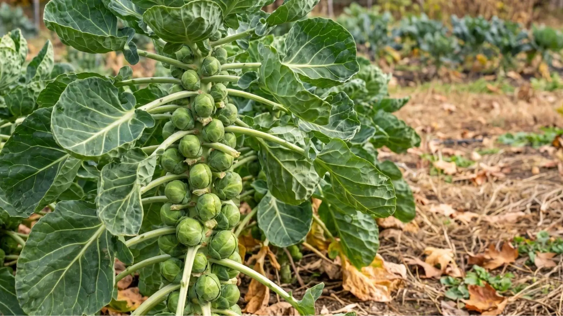 Brussels sprouts growing along a green stalk