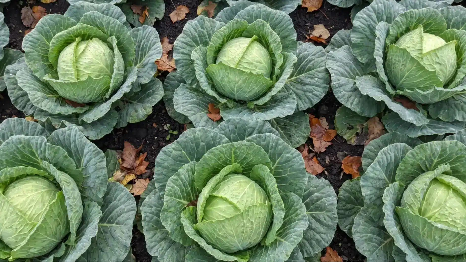 Cabbage heads growing in a fall vegetable garden