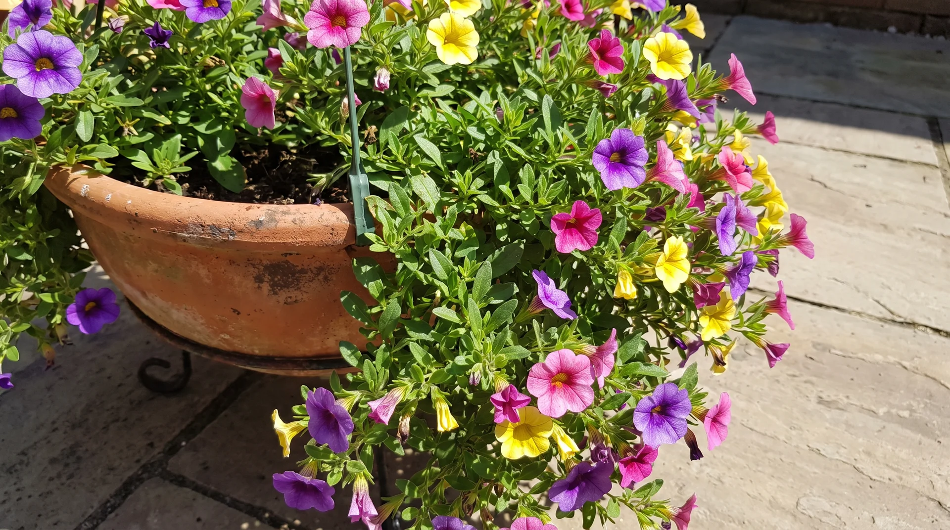 Calibrachoa flowers spilling over the edge of a sunny container