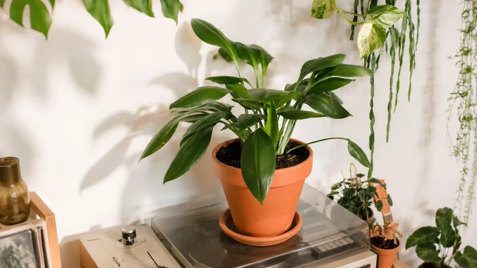 Cast iron plant with broad dark green leaves in a terracotta pot