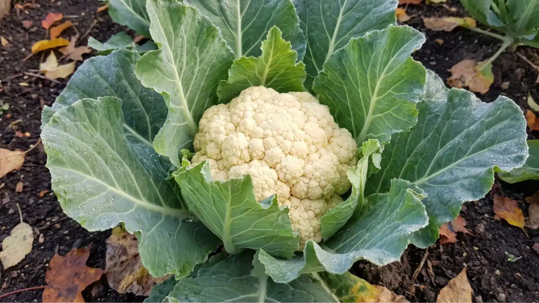 Cauliflower head growing among green leaves