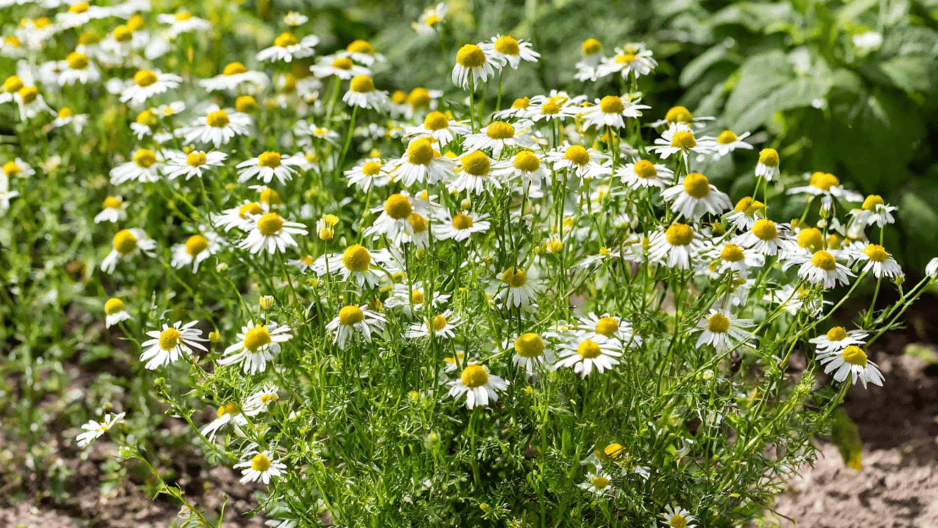 chamomile flowers blooming in a sunny garden with white petals yellow centers and delicate green foliage in full bloom