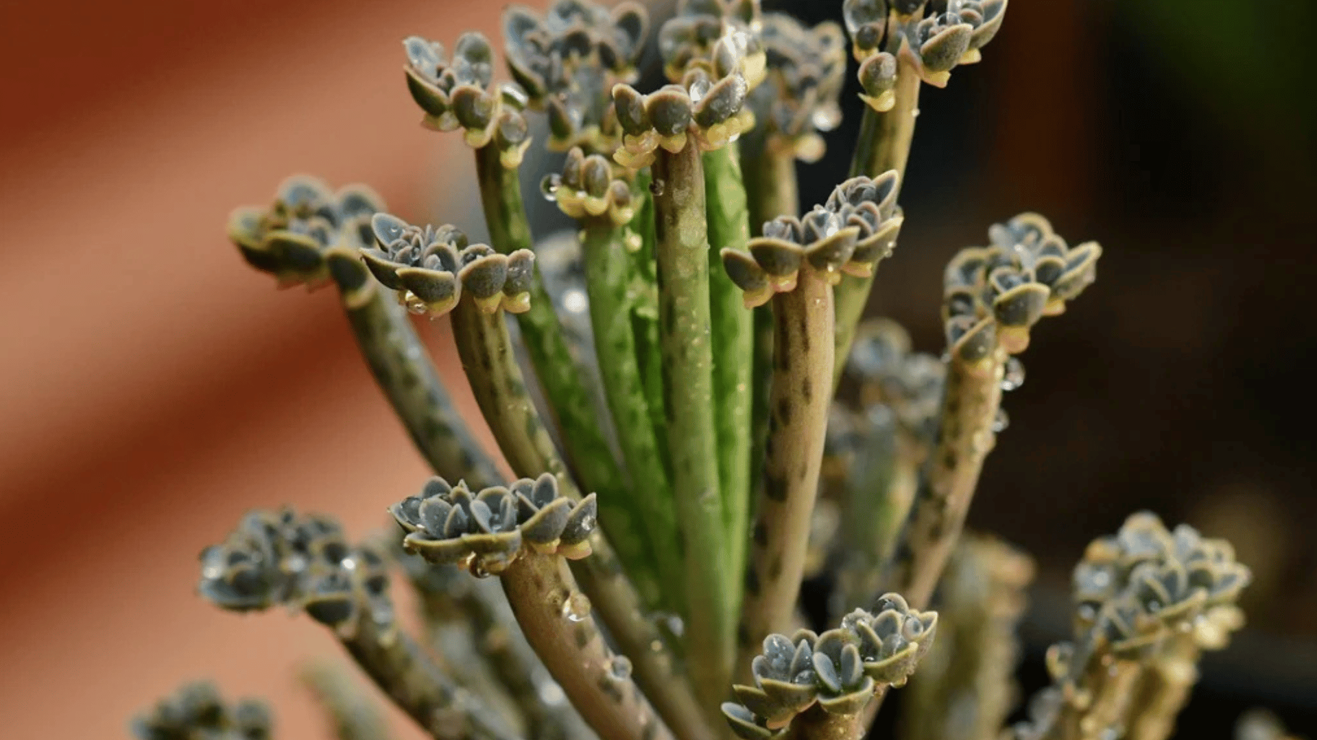 close up of a mother of millions succulent with tiny plantlets growing on spotted upright leaves against a blurred background