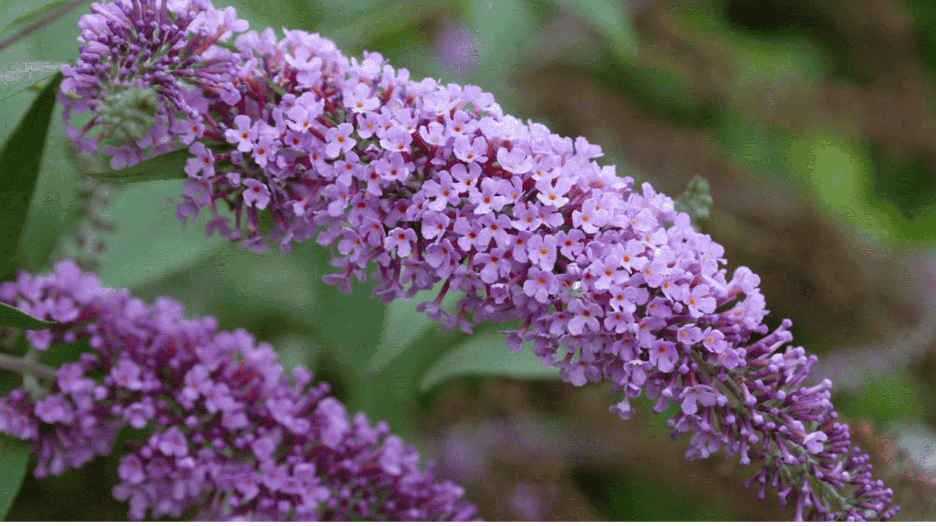 close up of a purple butterfly bush flower spike blooming with tiny blossoms against a green backgrou