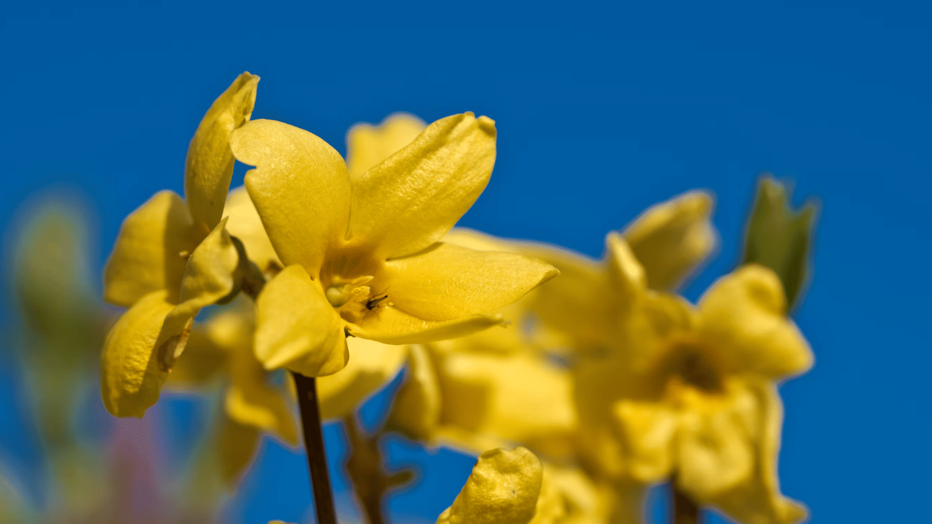 close view of bright yellow flowers blooming against a clear blue sky