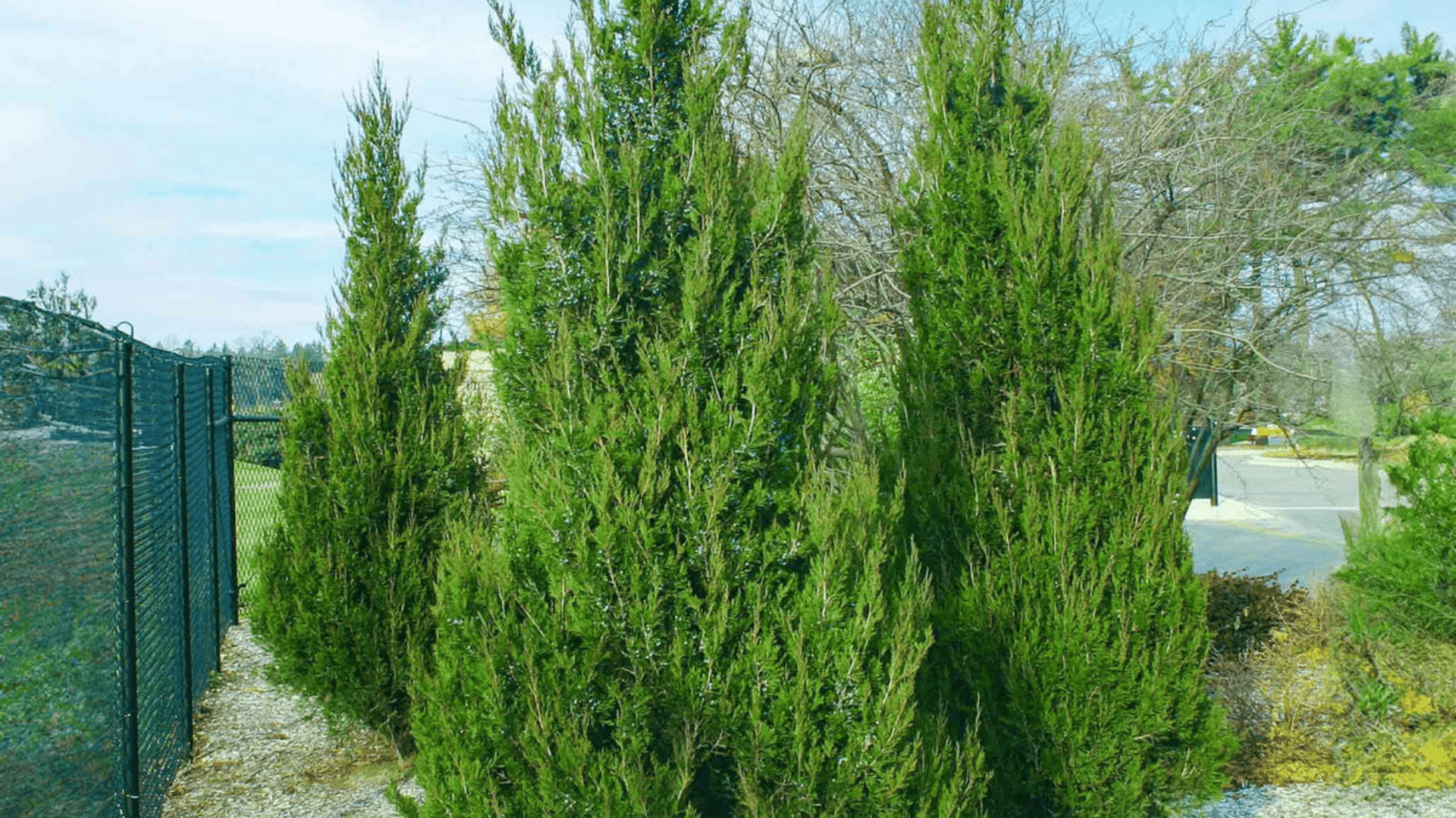 close view of fresh green cypress foliage with fine textured evergreen needles against a softly blurred natural background