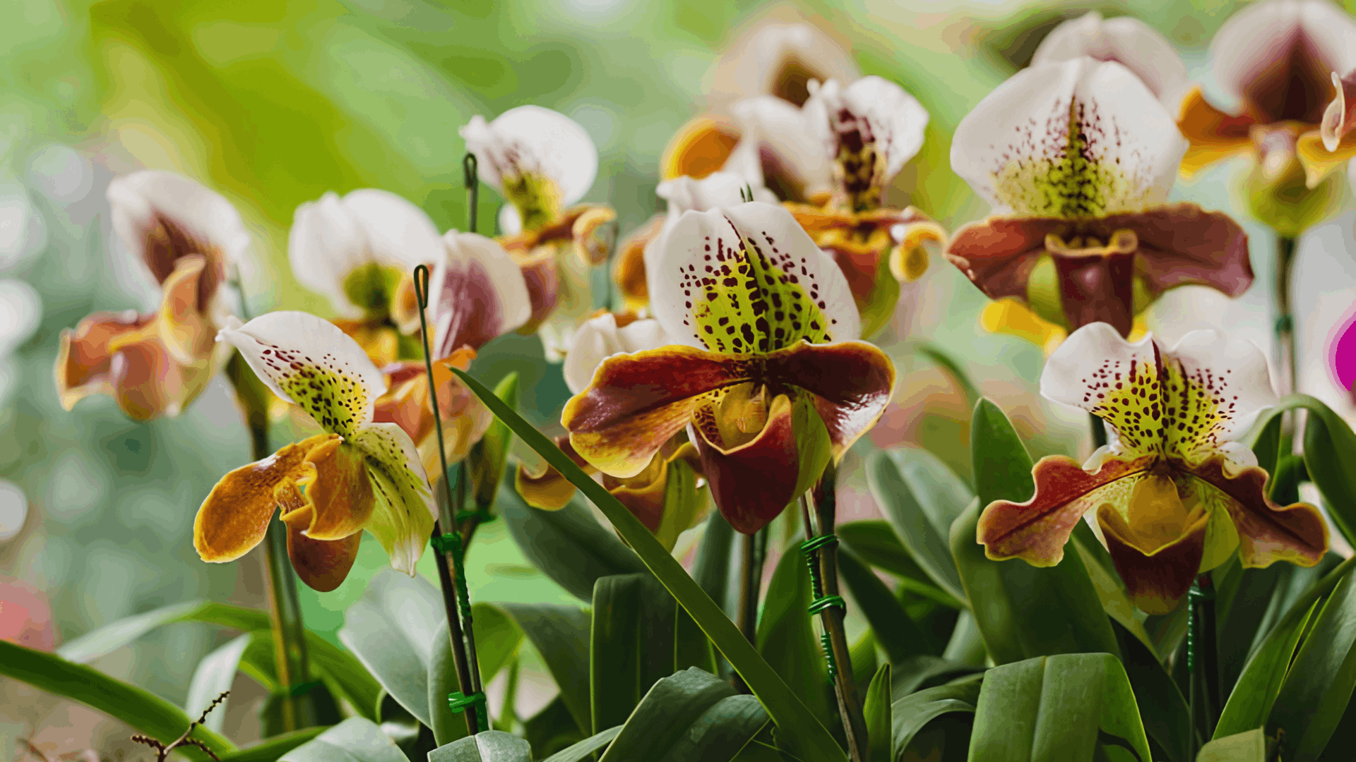 cluster of lady slipper orchids with white brown and yellow patterned blooms growing among broad green leaves in a lush garden setting