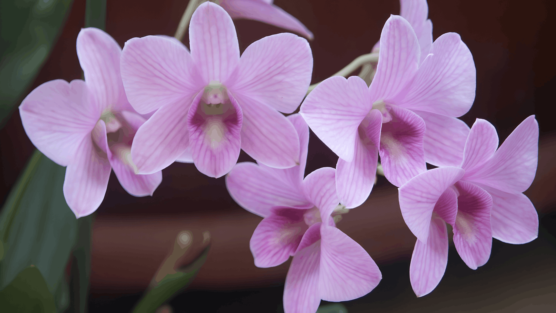 cluster of light pink orchid flowers blooming on graceful stems with soft green leaves against a gently blurred background