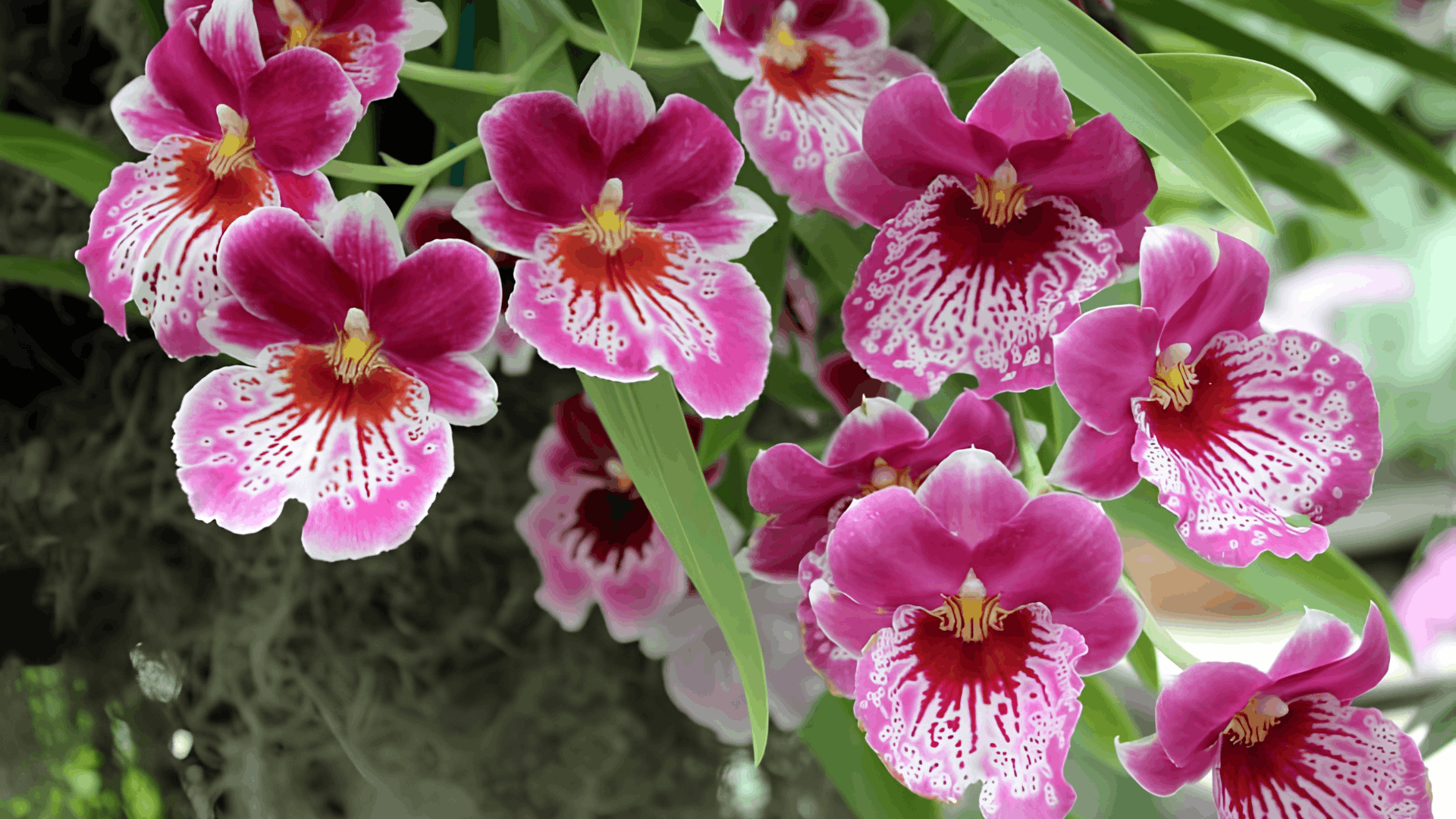 cluster of magenta orchids with white patterned petals blooming among green leaves creating a vibrant tropical garden display