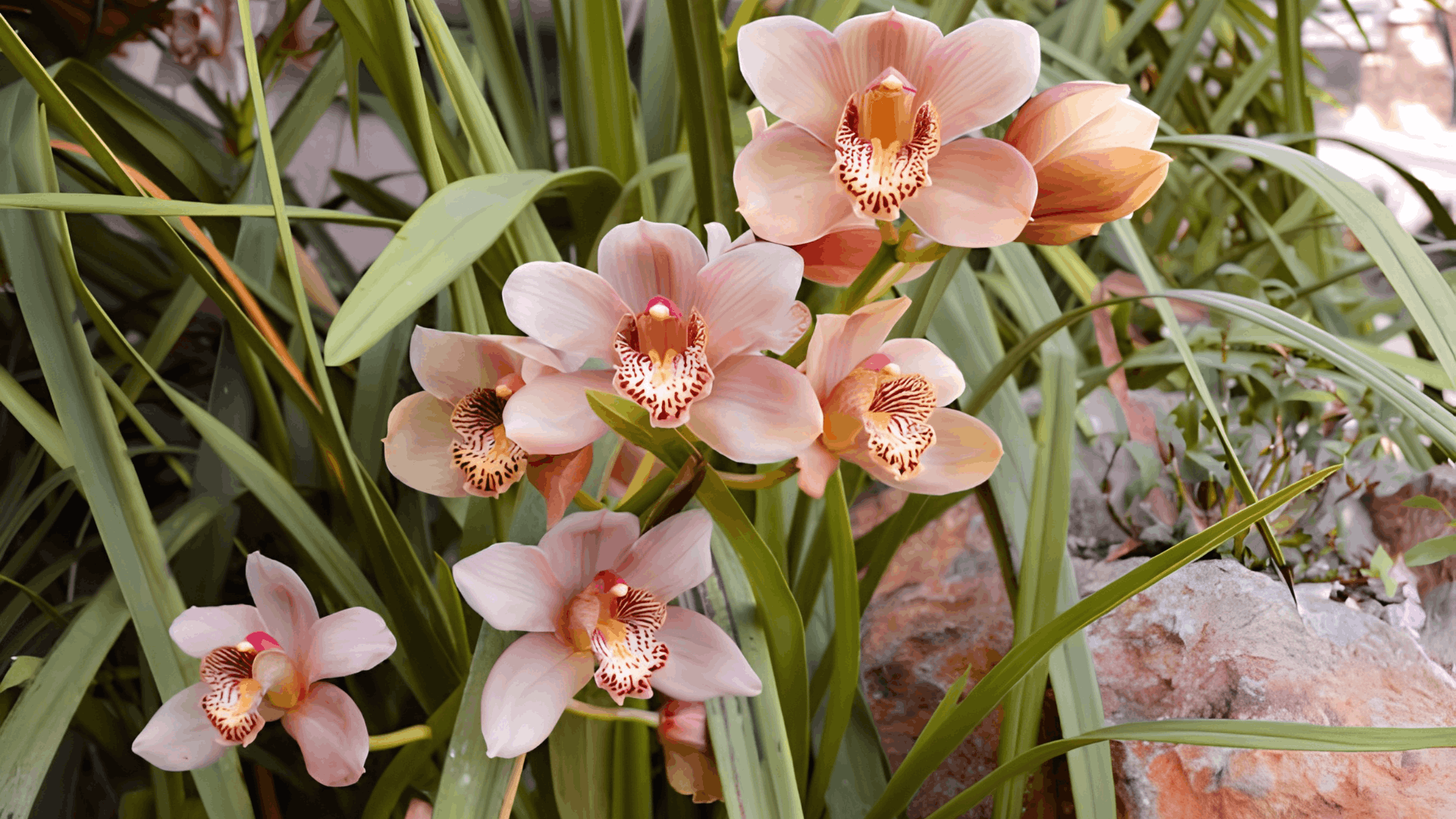 cluster of pale peach orchids blooming among long green leaves with unopened buds and garden rocks creating a lush natural setting
