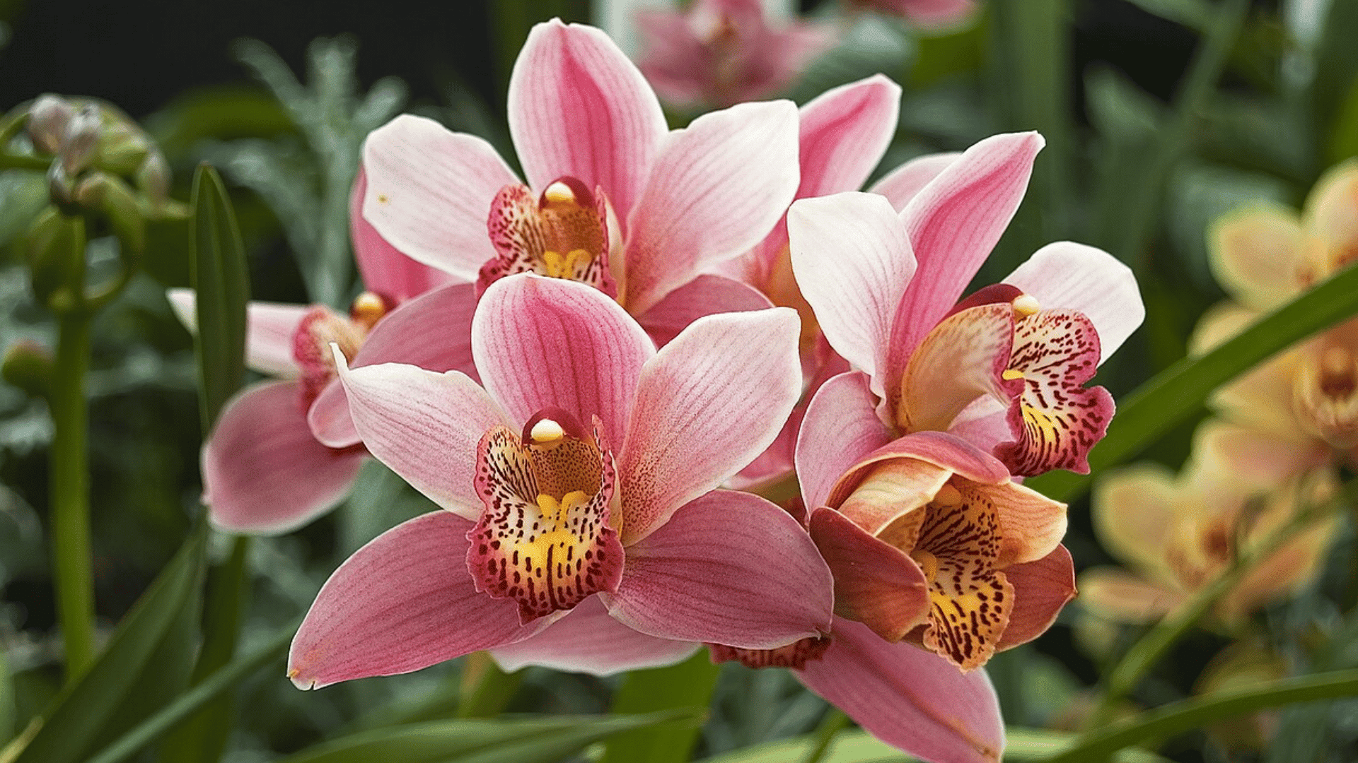 cluster of pink orchid flowers with yellow speckled centers blooming among lush green leaves in a garden