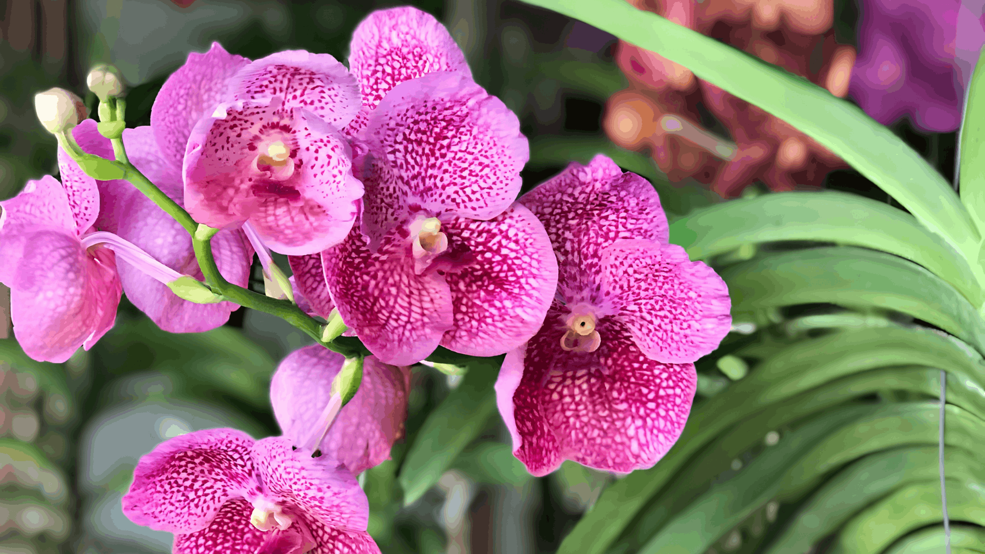 cluster of vibrant pink vanda orchids with speckled petals blooming beside long arching green leaves in a lush garden setting