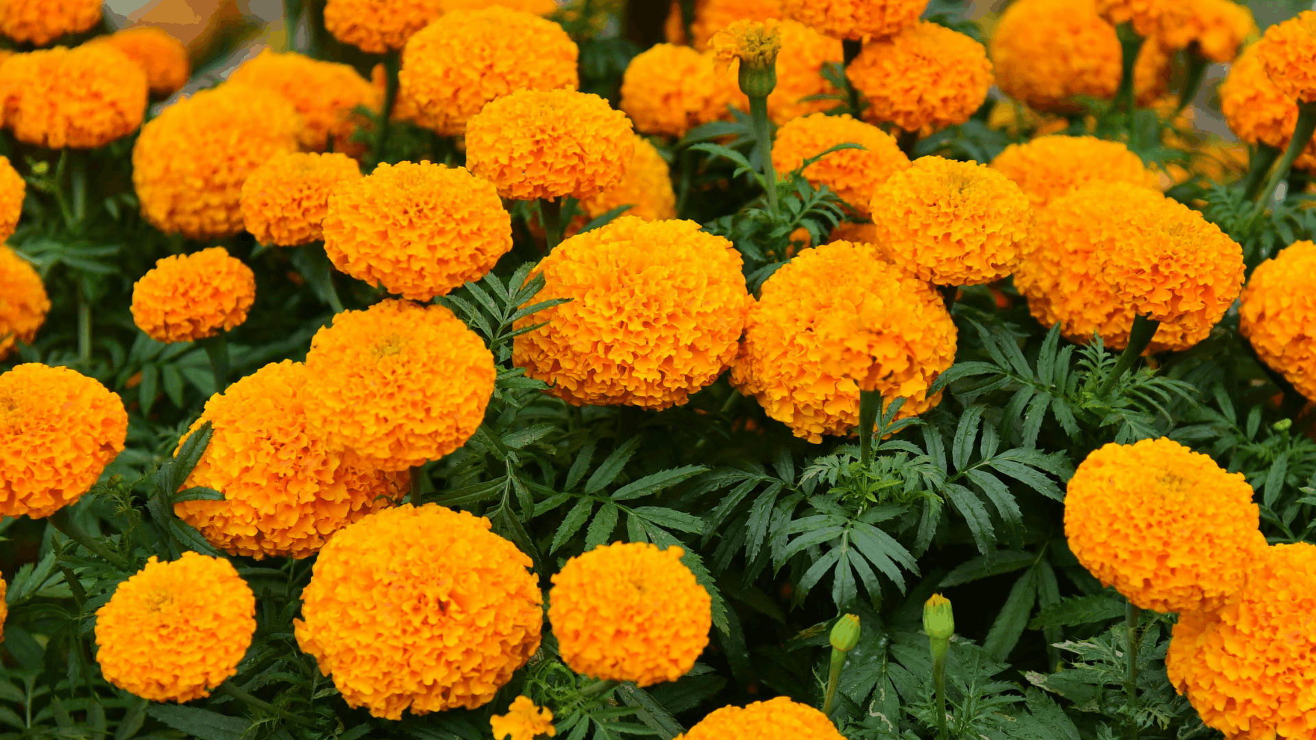 clusters of bright orange marigold flowers blooming as eggplant companion plants with dense green foliage beneath
