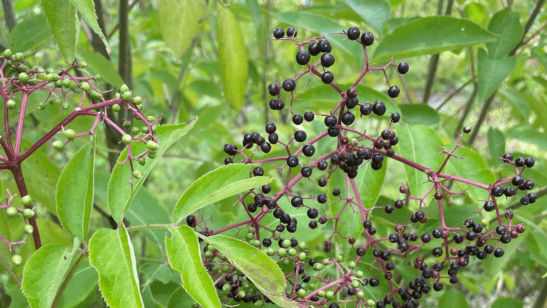 clusters of dark purple elderberries hanging from red stems among green leaves (1)