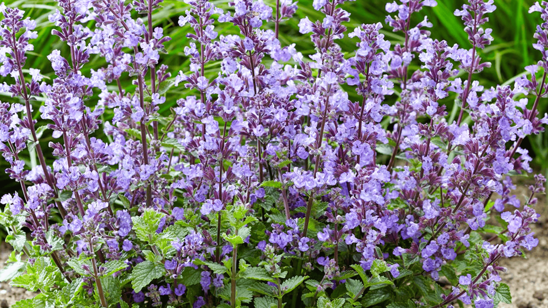 clusters of light purple flowers blooming on upright stems with fresh green leaves in a garden planting bed