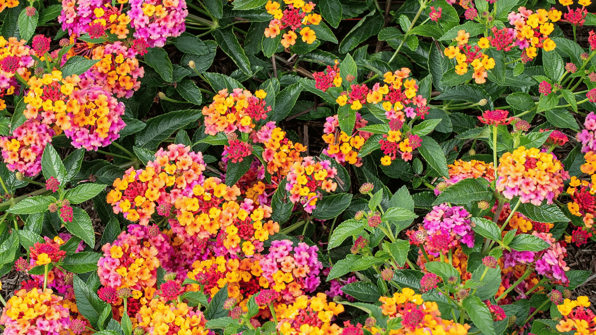 clusters of pink orange and yellow lantana flowers blooming across dense green foliage creating a bright colorful garden display